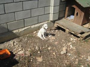 Прикачена снимка