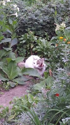 Прикачена снимка