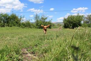 Прикачена снимка