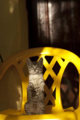 Прикачена снимка