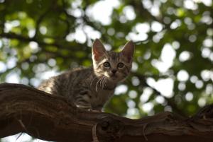 Прикачена снимка