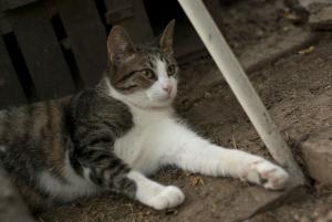 Прикачена снимка