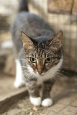 Прикачена снимка