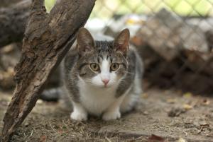 Прикачена снимка