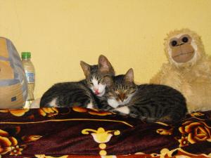 Прикачена снимка