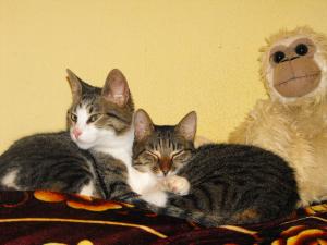 Прикачена снимка