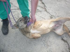 Прикачена снимка
