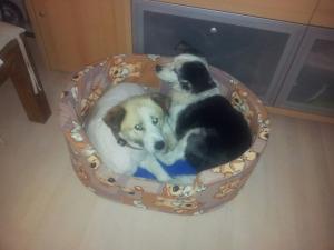 Прикачена снимка