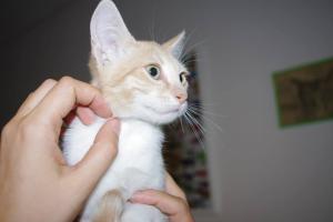 Прикачена снимка