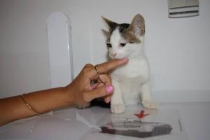 Прикачена снимка