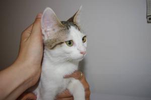 Прикачена снимка