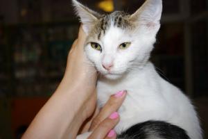 Прикачена снимка