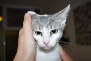 Прикачена снимка