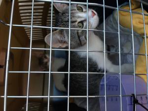 Прикачена снимка