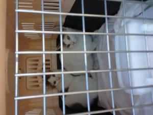 Прикачена снимка