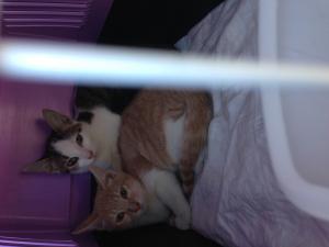 Прикачена снимка