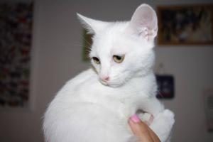 Прикачена снимка