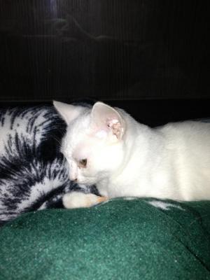 Прикачена снимка