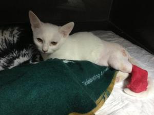 Прикачена снимка