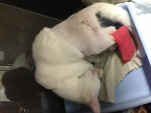 Прикачена снимка