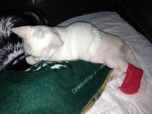 Прикачена снимка