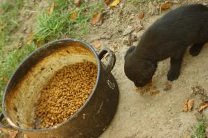 Прикачена снимка