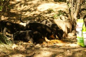 Прикачена снимка