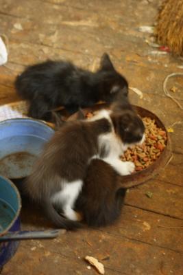 Прикачена снимка