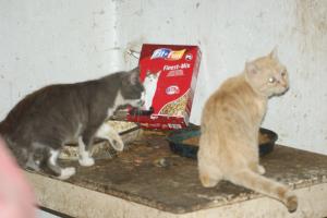 Прикачена снимка