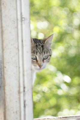 Прикачена снимка