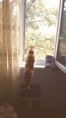 Прикачена снимка