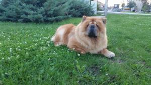 Прикачена снимка