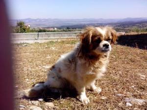 Прикачена снимка