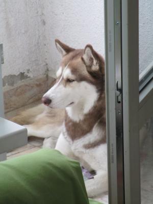 Прикачена снимка