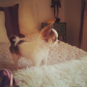 Прикачена снимка
