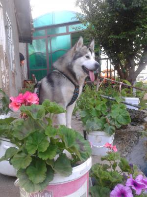 Прикачена снимка