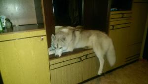 Прикачена снимка