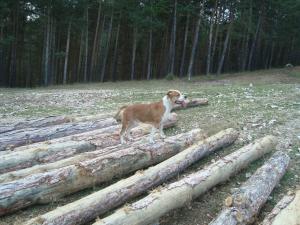 Прикачена снимка