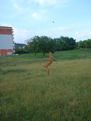 Прикачена снимка