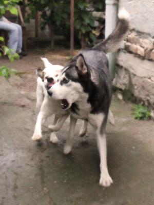 Прикачена снимка