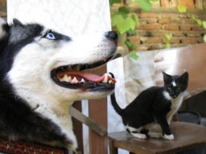 Прикачена снимка