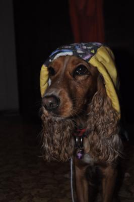 Прикачена снимка