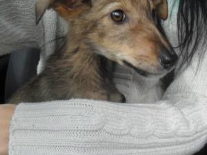 Прикачена снимка