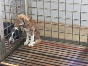 Прикачена снимка