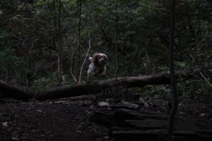 Прикачена снимка