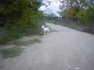 Прикачена снимка