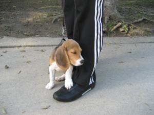 Прикачена снимка