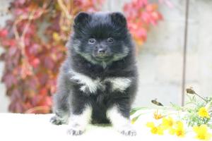 Прикачена снимка