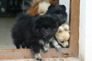 Прикачена снимка