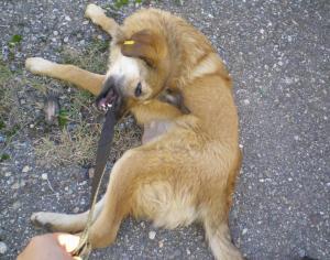 Прикачена снимка
